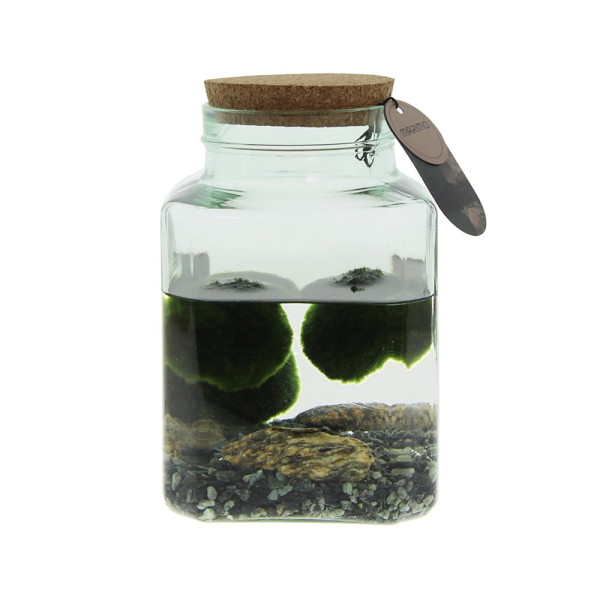 Marimo moss balls - octogoon